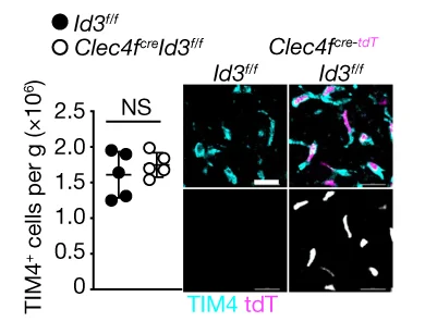 Open access visualization of Scatter Plot, Microscopy, Flow Cytometry, Immunofluorescence, KC Numbers