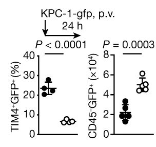 Open access visualization of Scatter Plot, Immunofluorescence, TIM4+ Kupffer Cells, GFP, Clec4f cre Id3 f/f Mice