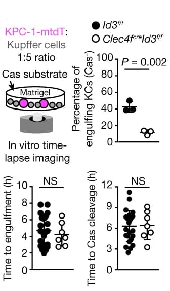 Open access visualization of Scatter Plot, Engulfment, KPC-1-tdT Cells, Clec4f cre Id3 f/f Kupffer Cells, Id3 f/f Kupffer Cells