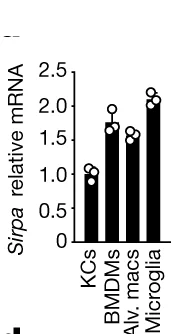 Open access visualization of Bar Plot, Scatter Plot, RT-qPCR, Sirpa mRNA, Macrophages