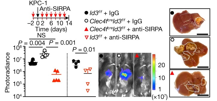 Open access visualization of Scatter Plot, Photo, Photoradiance, Histology, Liver Tumour Burden