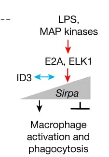 Open access visualization of Workflow, Flowchart, Hypothesis, ID3, Sirpa Transactivation