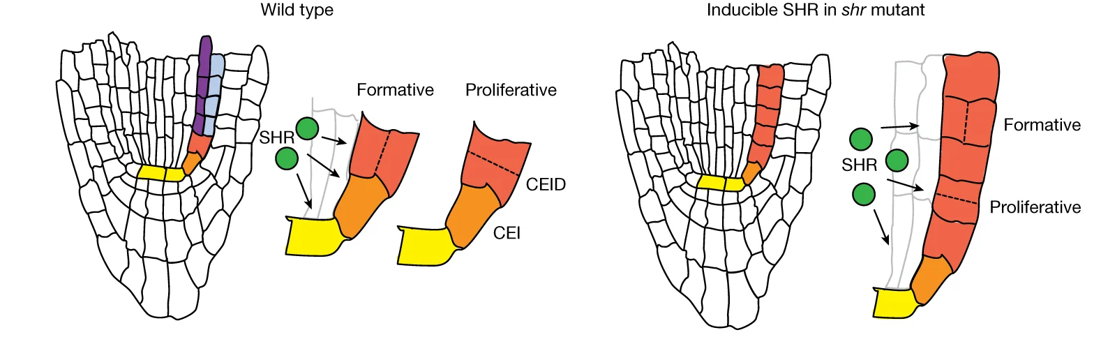 Open access visualization of Workflow, Illustration, Arabidopsis, Wild-Type, SHR