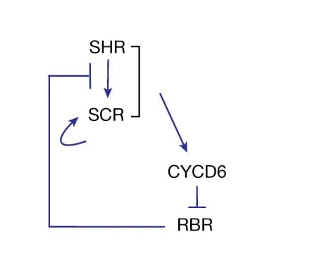Open access visualization of Workflow, Flowchart, Illustration, SHR-SCR Regulatory Network, Formative Division