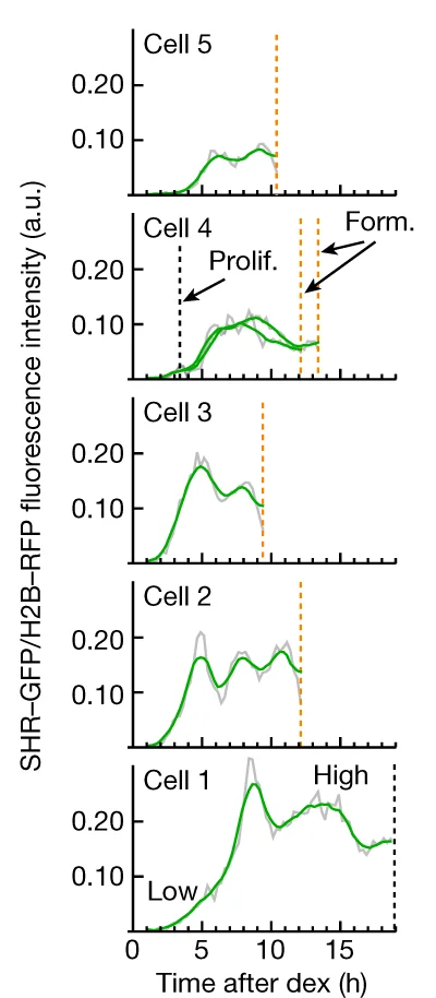 Open access visualization of Line Plot, SHR Trajectory, Fluorescence Intensity, Proliferative Division, Formative Division