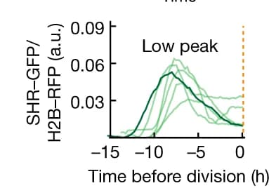 Open access visualization of Line Plot, SHR Trajectories, Formative Division