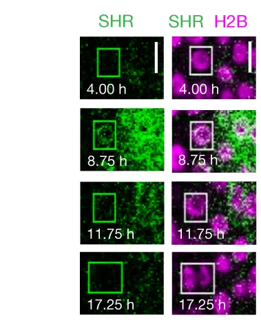 Open access visualization of Microscopy, Longitudinal Sections, Root Tip, SHR, Formative Division