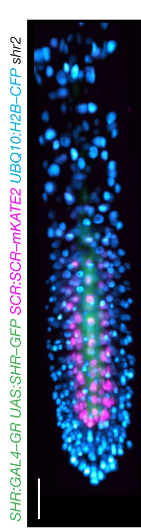 Open access visualization of Microscopy, 3D Reconstruction, Fluorescence, Root