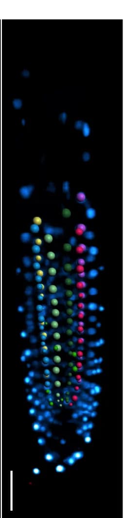 Open access visualization of Microscopy, Endodermal Nuclei, Cell Files, Quantification