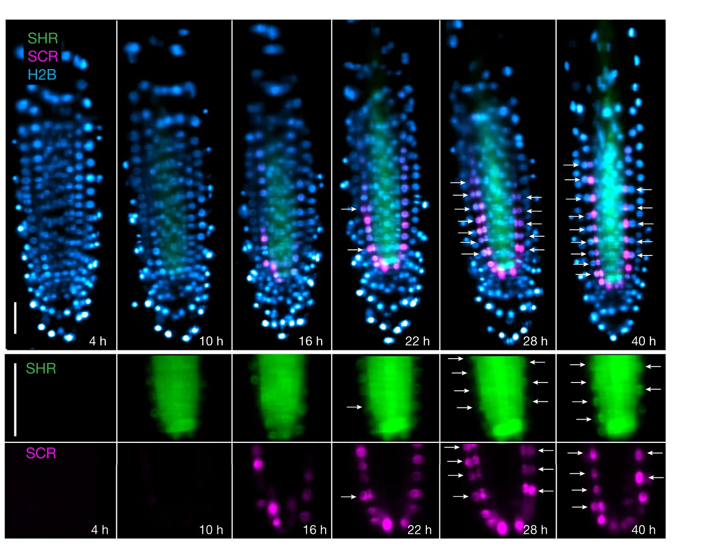 Open access visualization of Microscopy, Longitudinal Sections, Root, Formative Divisions