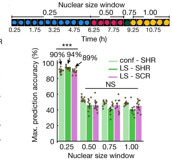 Open access visualization of Clustered, Error Bars, Scatter Plot, Trajectory Classification, Nuclear Size