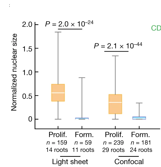 Open access visualization of Box Plot, Normalized Nuclear Size, Proliferatively Dividing Cells, Formatively Dividing Cells, Time Course