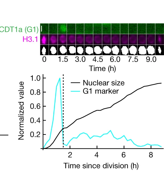 Open access visualization of Line Plot, Microscopy, CDT1a-CFP, G1 Marker, Fluorescence Intensity
