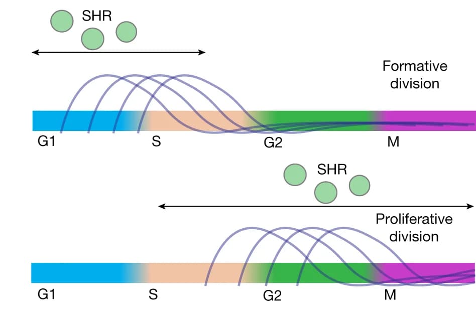 Open access visualization of Line Plot, Illustration, SHR, SCR, Formative Division