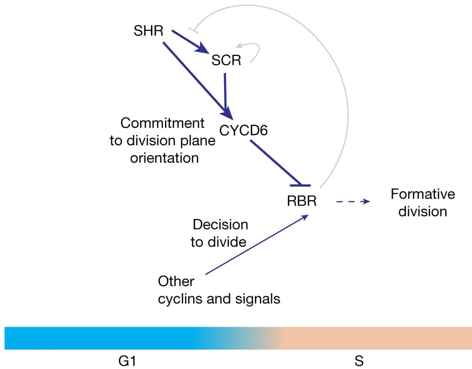 Open access visualization of Workflow, Flowchart, Illustration, SHR, SCR