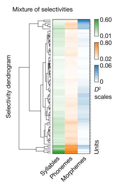 Open access visualization of Heatmap, Clustered, Neurons, Phonetic Features, Syllabic Features