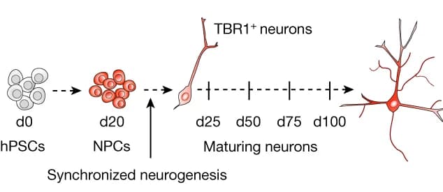 Open access visualization of Workflow, Illustration, hPSC-derived Cortical NPCs, Neurogenesis, Neurons