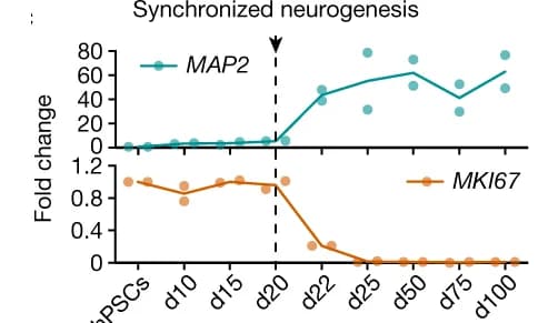 Open access visualization of Line Plot, Scatter Plot, MKI67, MAP2, Differentiation