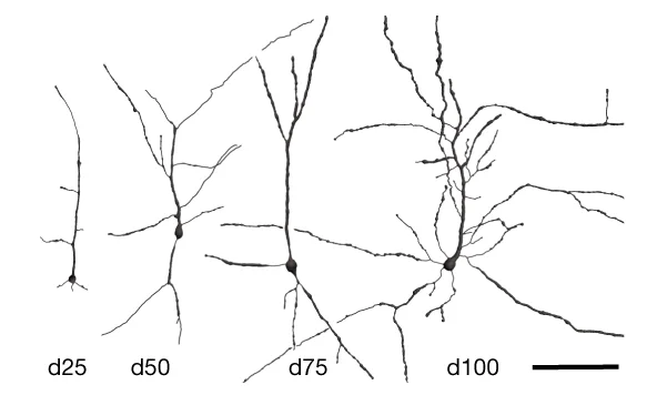 Open access visualization of Microscopy, Neuronal Morphologies, Reconstructions