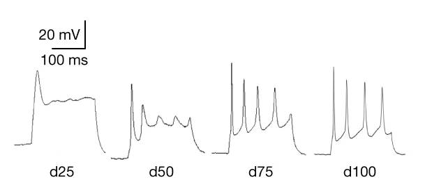 Open access visualization of Line Plot, Electrophysiology, Action Potentials