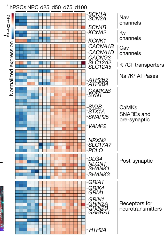Open access visualization of Heatmap, Heat Map, Gene Expression, RNA-seq, Neuronal Functionality