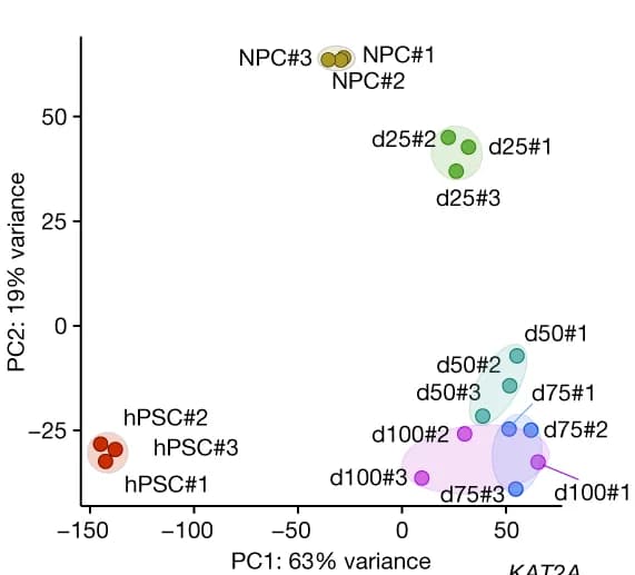 Open access visualization of Scatter Plot, PCA, PCA Plot, RNA-seq, Differentiation