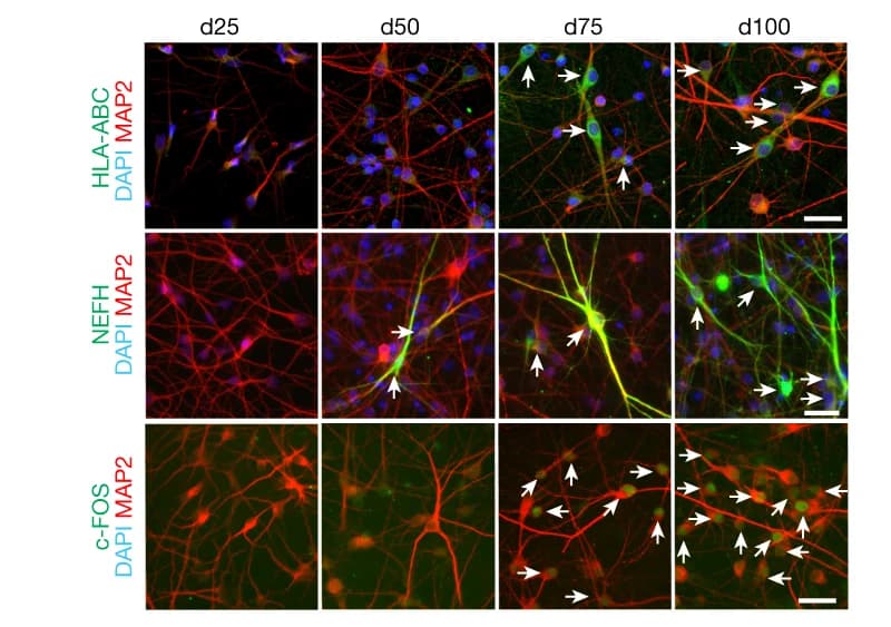 Open access visualization of Microscopy, Images, Neurons, Timepoints, Antibodies