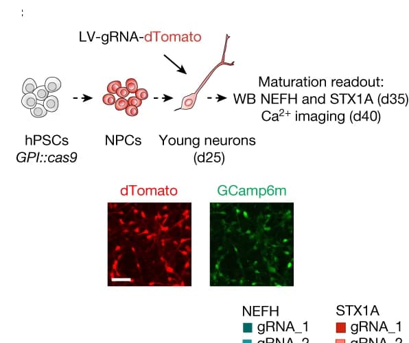 Open access visualization of Workflow, Microscopy, Experimental Paradigm, Gene Knockout, Cortical Neurons