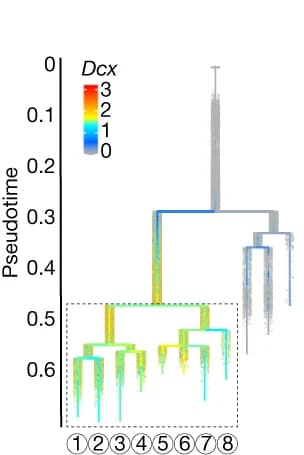 Open access visualization of Line Plot, Error Bars, Lineage Tree, scRNA-seq, Mouse Development