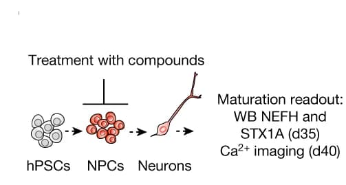 Open access visualization of Workflow, Illustration, Experimental Paradigm, NPCs, Epigenetic Inhibitors
