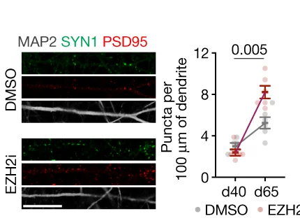Open access visualization of Line Plot, Error Bars, Microscopy, SYN1, PSD95