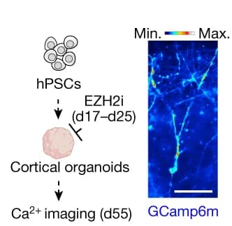 Open access visualization of Microscopy, Illustration, Workflow, Experimental Paradigm, Organoids