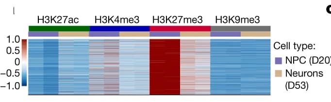 Open access visualization of Heatmap, Bar Plot, CUT&RUN Peaks, Bivalent Status, NPCs