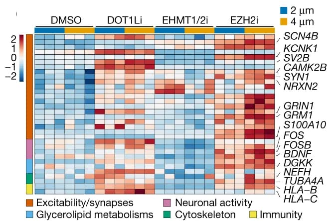 Open access visualization of Heatmap, Gene Expression, RNA-Seq, Neurons, NPCs