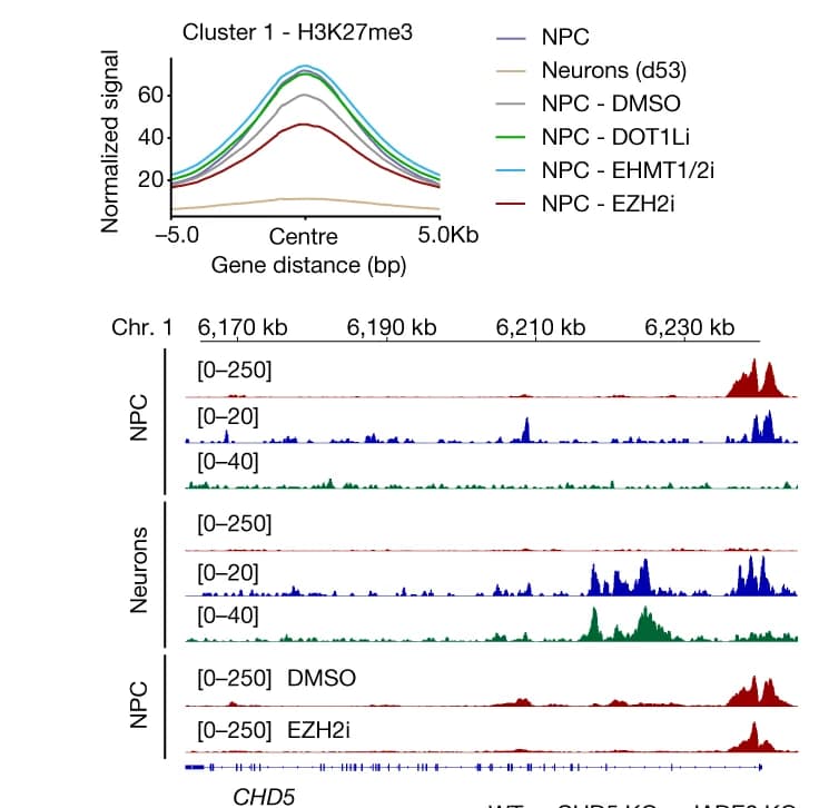 Open access visualization of Line Plot, Density Plot, H3K27me3, Bivalent Peaks, NPCs