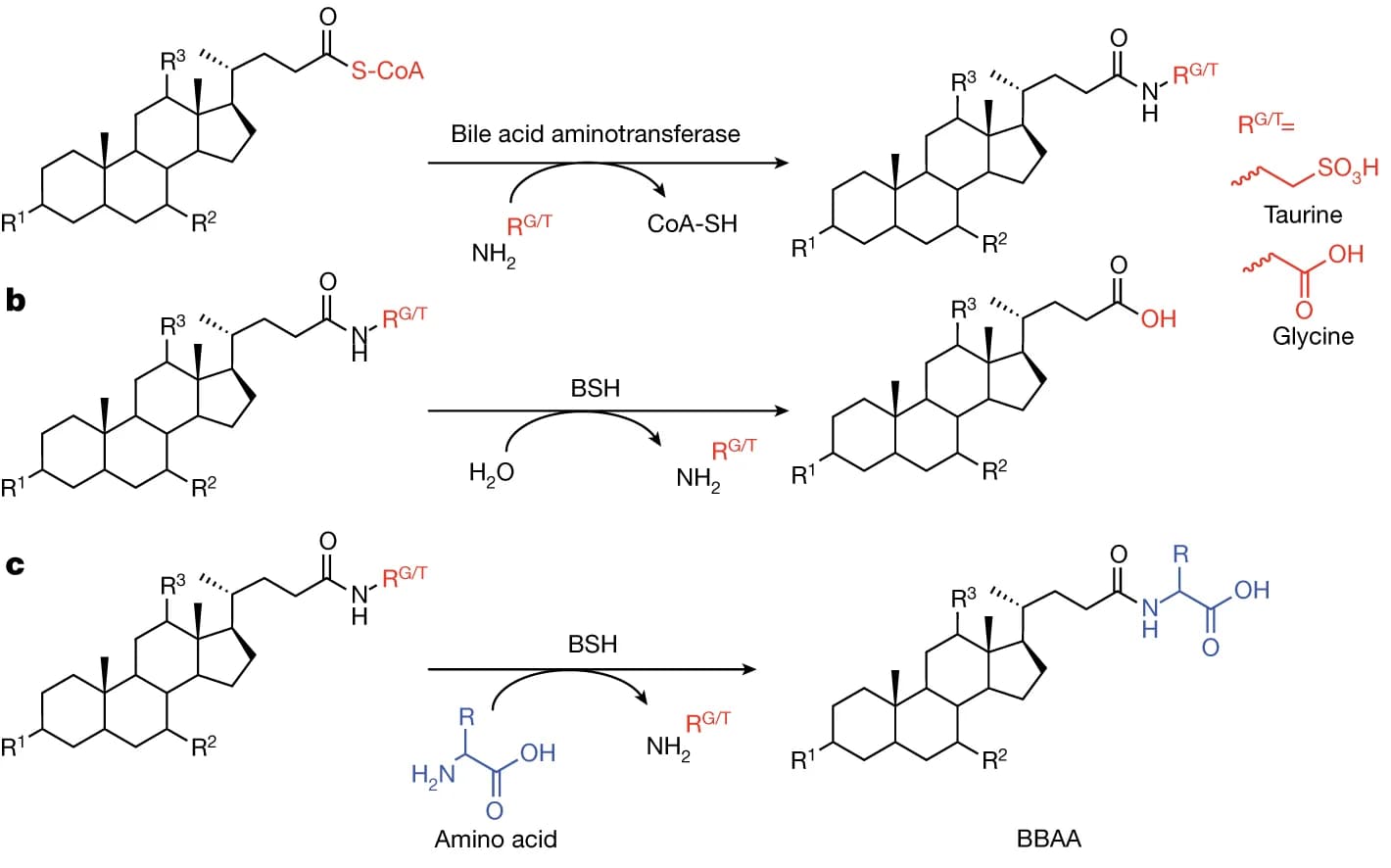 Open access visualization of Chemical Structure, Workflow, Bile Acid, CoA, N-acyltransferase