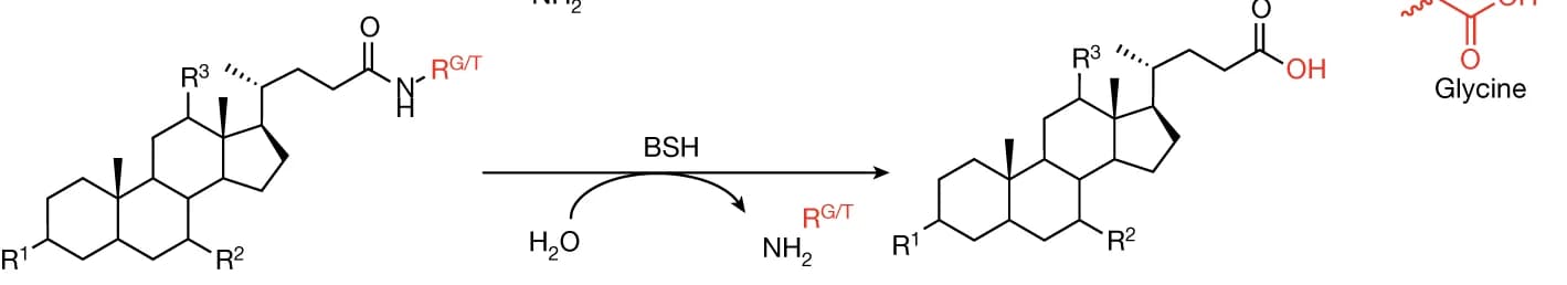 Open access visualization of Chemical Structure, Deconjugation, Bacterial BSH, GCA, TCA