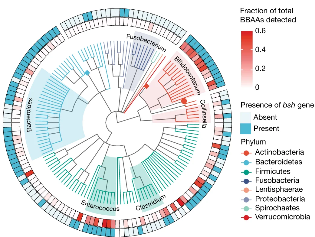 Open access visualization of Network, Heatmap, Bar Plot, bsh gene, Bacterial Taxa