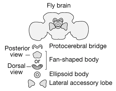 Open access visualization of Illustration, Central-Complex Structures, LALs, Fly Brain