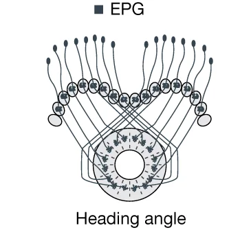 Open access visualization of Illustration, EPG Neurons