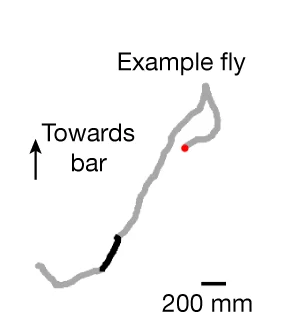 Open access visualization of Line Plot, Virtual Trajectory, Fly, Menotaxis, GCaMP Activity