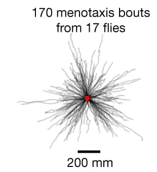 Open access visualization of Line Plot, Menotaxis, EPG, FC2, Trajectories