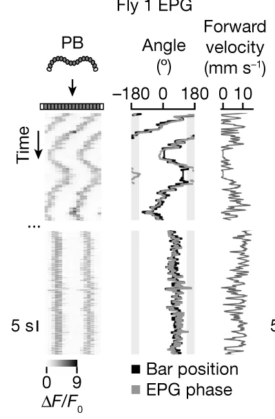 Open access visualization of Line Plot, Heatmap, jGCaMP7f Activity, EPG Neurons, Protocerebral Bridge