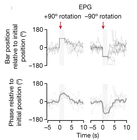 Open access visualization of Line Plot, Line Step, Rotation Trials, Bar Position, EPG Phase