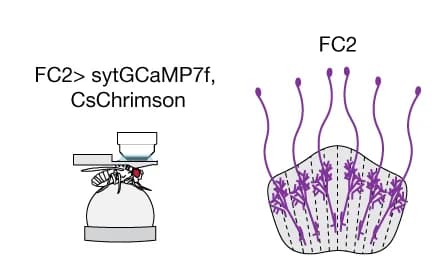 Open access visualization of Illustration, Imaging, Stimulation, Neurons