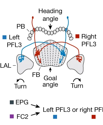 Open access visualization of Workflow, Illustration, PFL3 Neurons