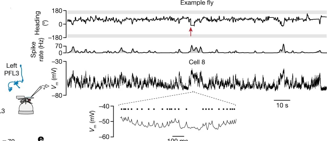Open access visualization of Line Plot, Density Plot, PFL3 Patch-Clamp, Fly, Menotaxis