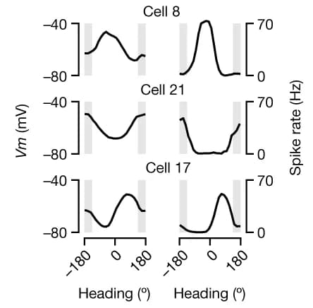 Open access visualization of Line Plot, Membrane Potential, Tuning Curves, Heading, PFL3 Cells