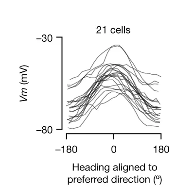 Open access visualization of Line Plot, Membrane Potential, Tuning Curves, PFL3 Neurons, Heading Direction