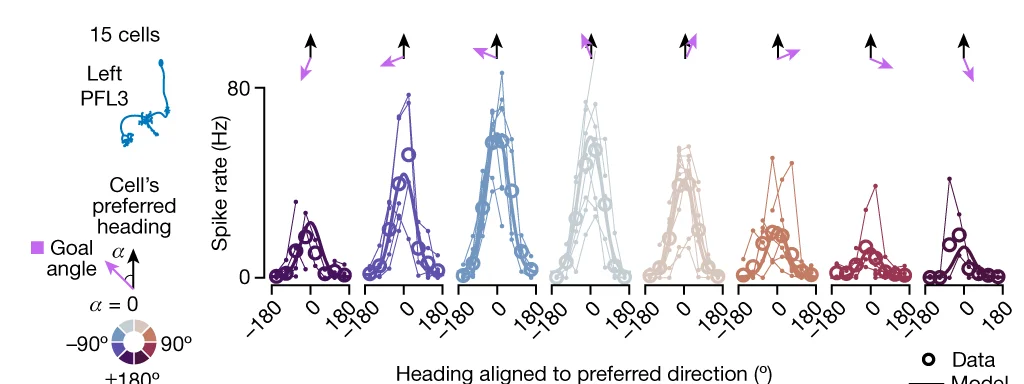 Open access visualization of Line Plot, Scatter Plot, Spike-Rate Tuning Curves, Heading, Goal Angle
